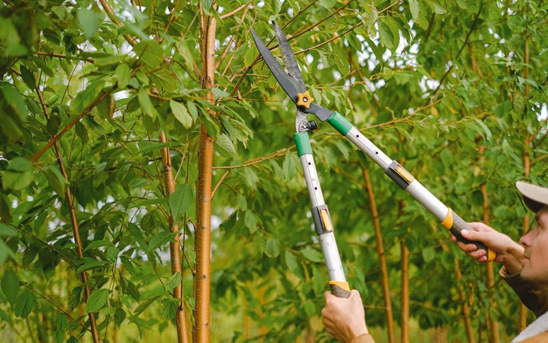 Tree trimming in Trenton, OH