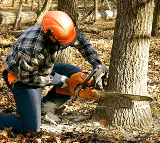 Tree Removal in Trenton, OH